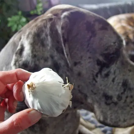 Knoblauch gegen Flohbefall bei Hunden