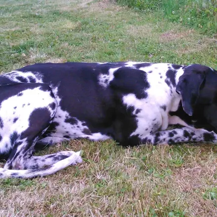 Hunde oder Katzen knabbern alles an?