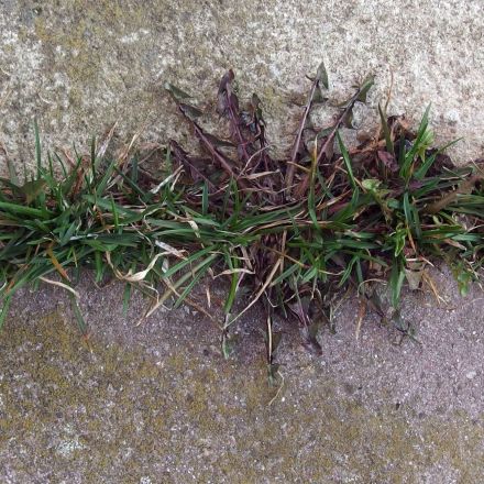 Unkraut, Ameisen, Regen schaden den Platten- & Pflasterfugen