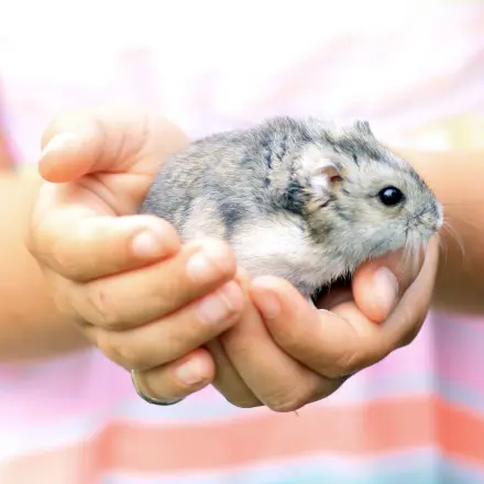 Hamster ausgebrochen?