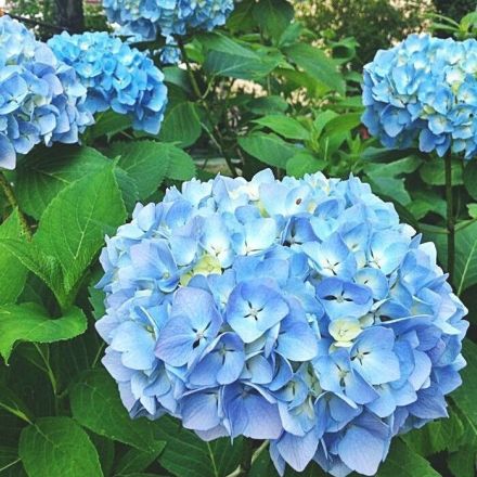 Blaue Hortensien mit Eisen düngen