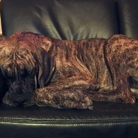 Trick 17 und euer Hund will nicht mehr auf das Sofa