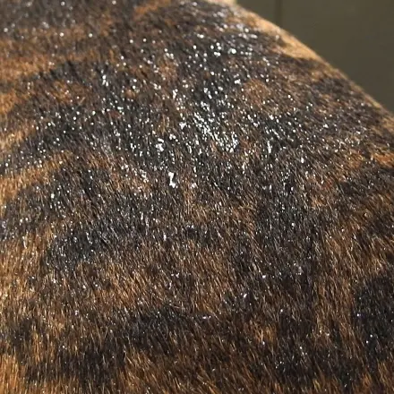 So wird der Hund in Nullkommanix wieder trocken