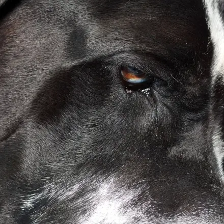 Bittere Medizin für den Hund