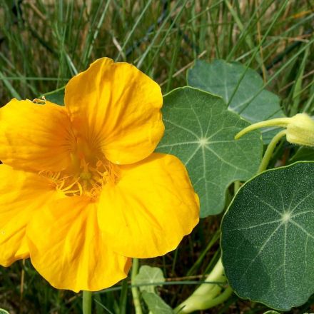 Kapuzinerkresse gegen Läuse