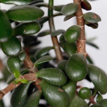 Glänzende Gummibaumblätter mit Milch