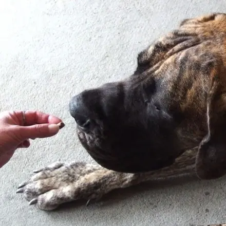 Tiermedizin verabreichen