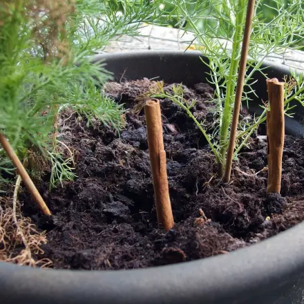 Topfpflanzen vor neugierigen Katzen schützen