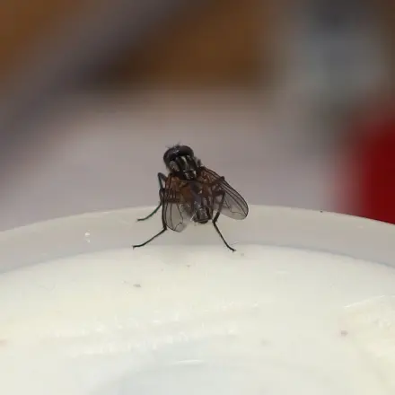 Fliegen lebend fangen