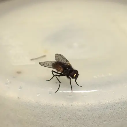 Fliegen verscheuchen - ohne Gift und ohne Gewalt