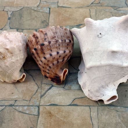 Basteln mit Muscheln