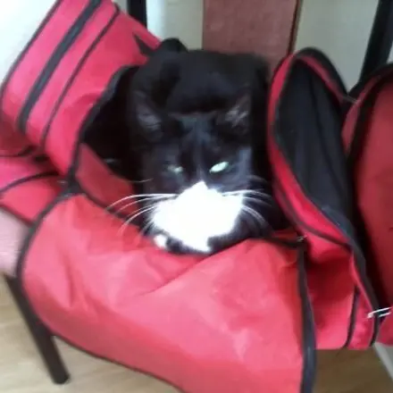 Katzen das Kratzen an Wänden abgewöhnen