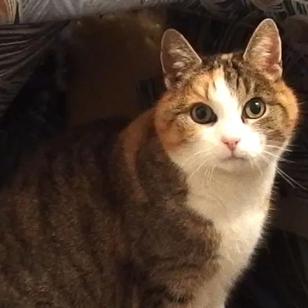 Wie krieg ich meine Katze dazu, genug zu trinken