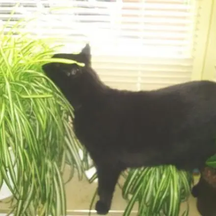 Ersatz für Katzengras