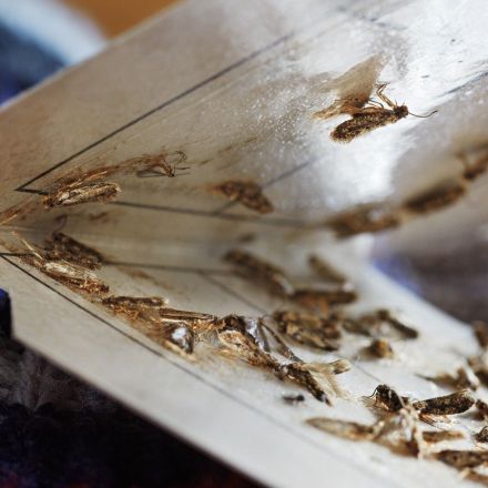 Motten bekämpfen, z.B. im Teppich