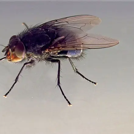 Fliegen in der Küche mit Essigessenz vertreiben