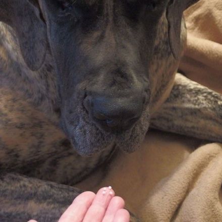 Hartnäckiger Durchfall bei Hunden