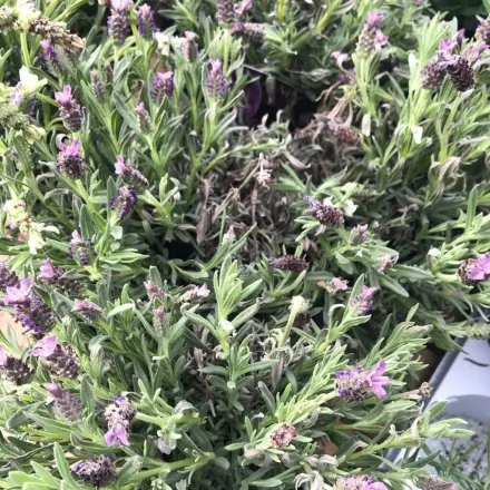 Lavendel gegen Mücken - so geht's