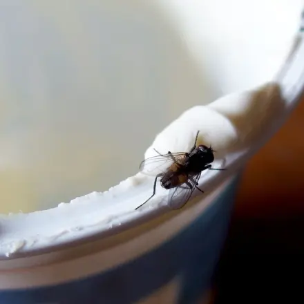 Fliegen fangen ohne Flecken zu hinterlassen