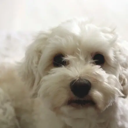 Hund schnell stubenrein