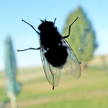 Fliegen anlocken für fleischfressende Pflanze