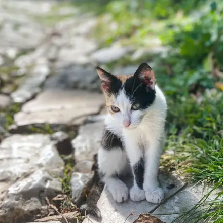 Katze Tabletten geben