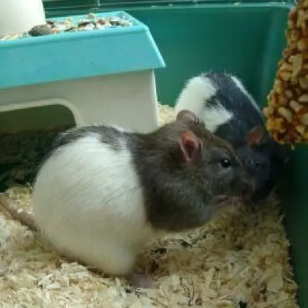 Welches Haustier ist für Kinder geeignet?