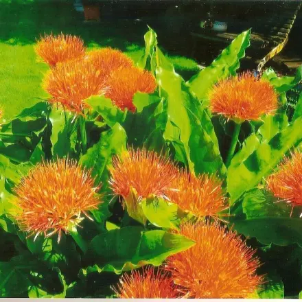 Gruß-, Glückwunsch- und Trauerkarten selbst gemacht