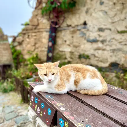 Flöhe aus der Reserve locken und vernichten