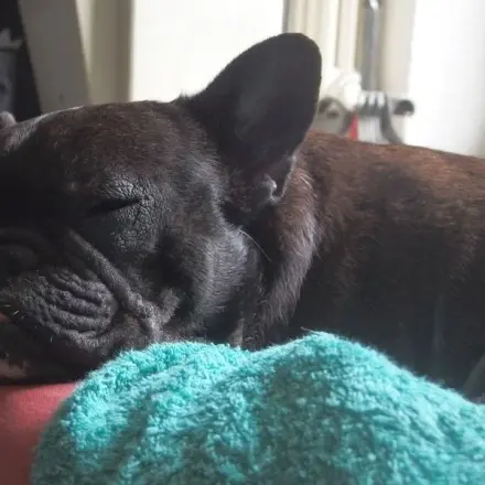 Humana Heilnahrung wenn der Hund Durchfall hat