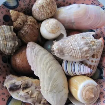 Muschelschale im Bad