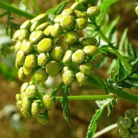 Rainfarn gegen Flöhe bei Hunden und Katzen