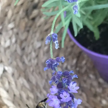 Lavendelsäckchen schnell und preiswert basteln