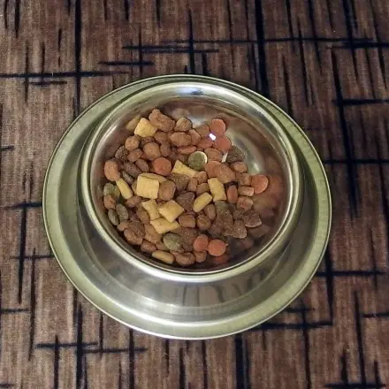 Katze pinkelt auf Bett / Couch / Boden