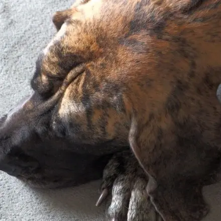 Hunden die Angst vor Gewittern nehmen