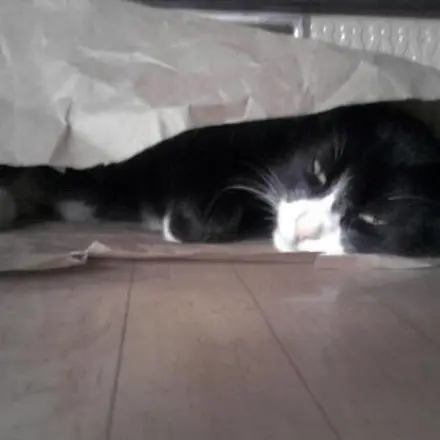 Wenn Katzen die Nacht zum Tag machen