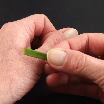 Raue Hände - hilfe durch Aloe Vera Pflanze