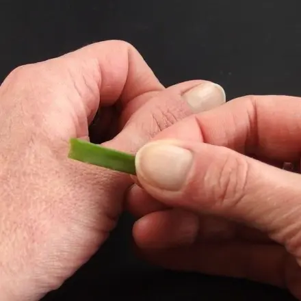 Raue Hände - hilfe durch Aloe Vera Pflanze