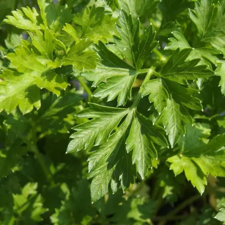 Kinder erbrechen sich im Auto? Nimm Petersilie