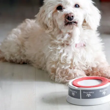 Hund oder Katze schiebt den Fressnapf durch die Wohnung?