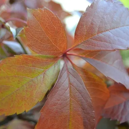 Natürliche & dekorative Herbststimmung für drinnen & draußen