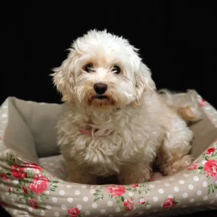 Junger Hund in neuem Zuhause