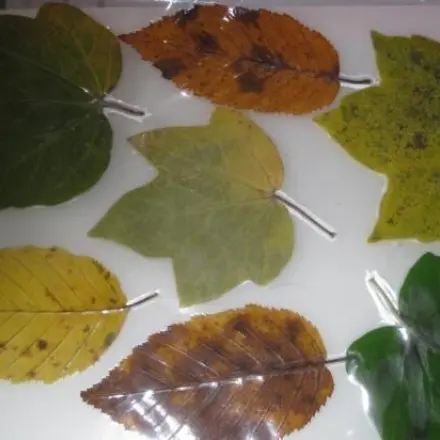 Laminierte Herbstblätter