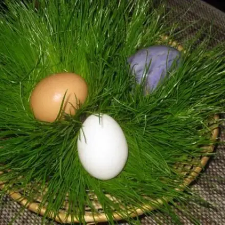 Osterkörbchen mit echtem Gras