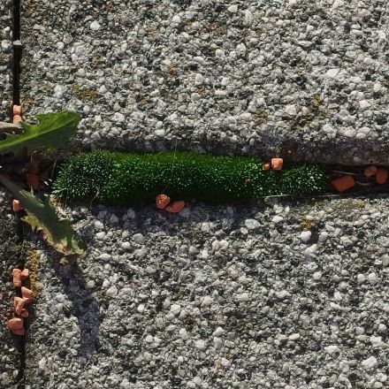 Moos aus Terrassenfugen einfach wegsaugen!