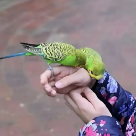 Ausgebüchsten Wellensittich wieder einfangen