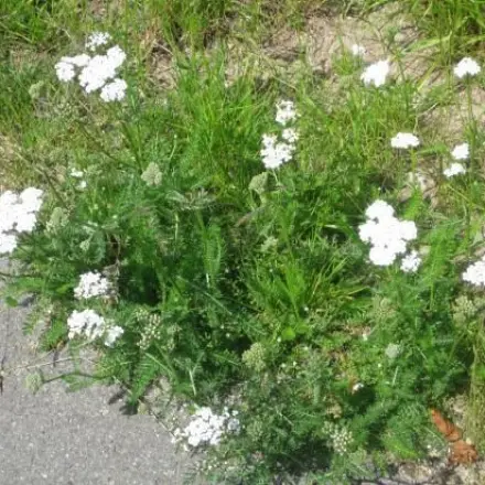 Schafgarbentee gegen Regelschmerzen