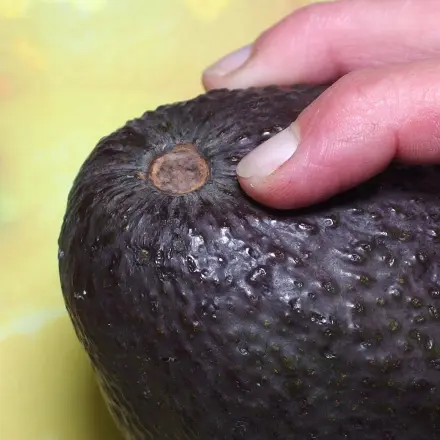 Avocados allgemein