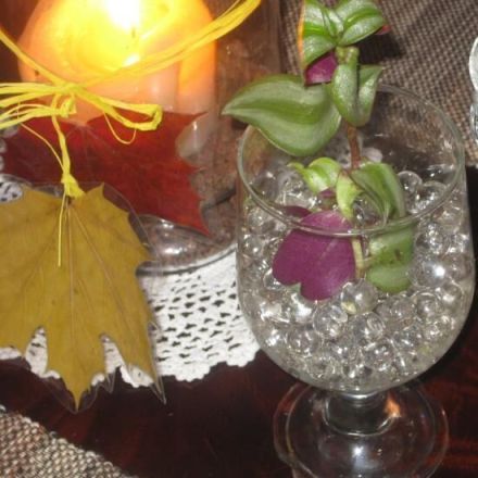 Wasserperlen als Hydrokultur