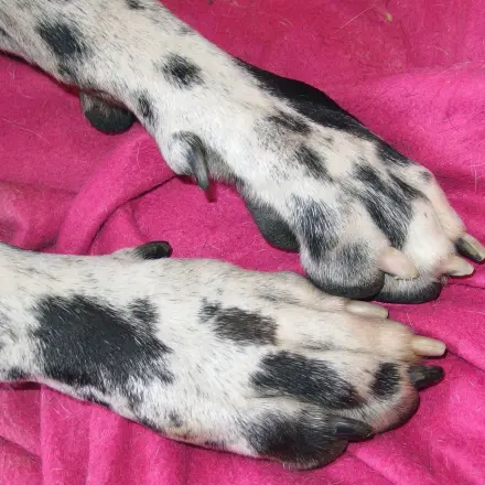 Hundeschuhe selber machen